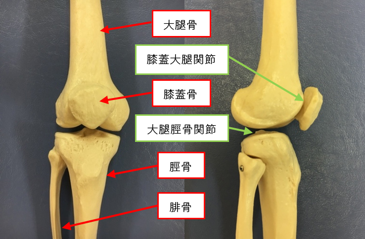 図1 膝関節の骨構成および関節の名称
